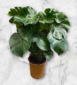 Devetabanı(Monstera)